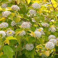 Бульбашник калінолистий Dart's Gold (контейнер 0.5 л) саджанці