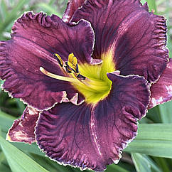 Лілійник, лілейник Purplelicious кореневище