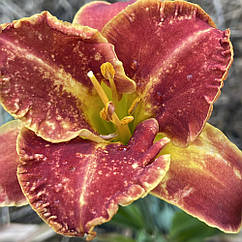 Лілійник, лілейник "Spacecoast Freaky Tiki" кореневище