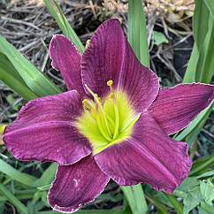 Лілійник, лілейник "Стратерс Бол" "Strutter's Ball" кореневище