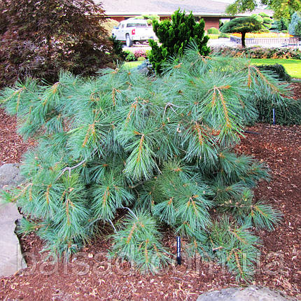 Сосна веймутова Ніагара Фолс / h 50-60 / Pinus Niagara Falls, фото 1