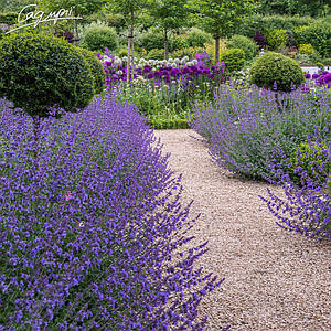 Котовник Фассена 'Hill Grounds'. Контейнер 0,5 л