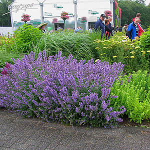 Котовник Фассена 'Kit Cat'. Контейнер 0,5 л