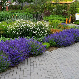 Котовник Фассена 'Walker's Low'. Контейнер 2 л