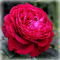 Роза флорибунда Ля роз де Катрэ Вен (La Rose des 4 Vents)
