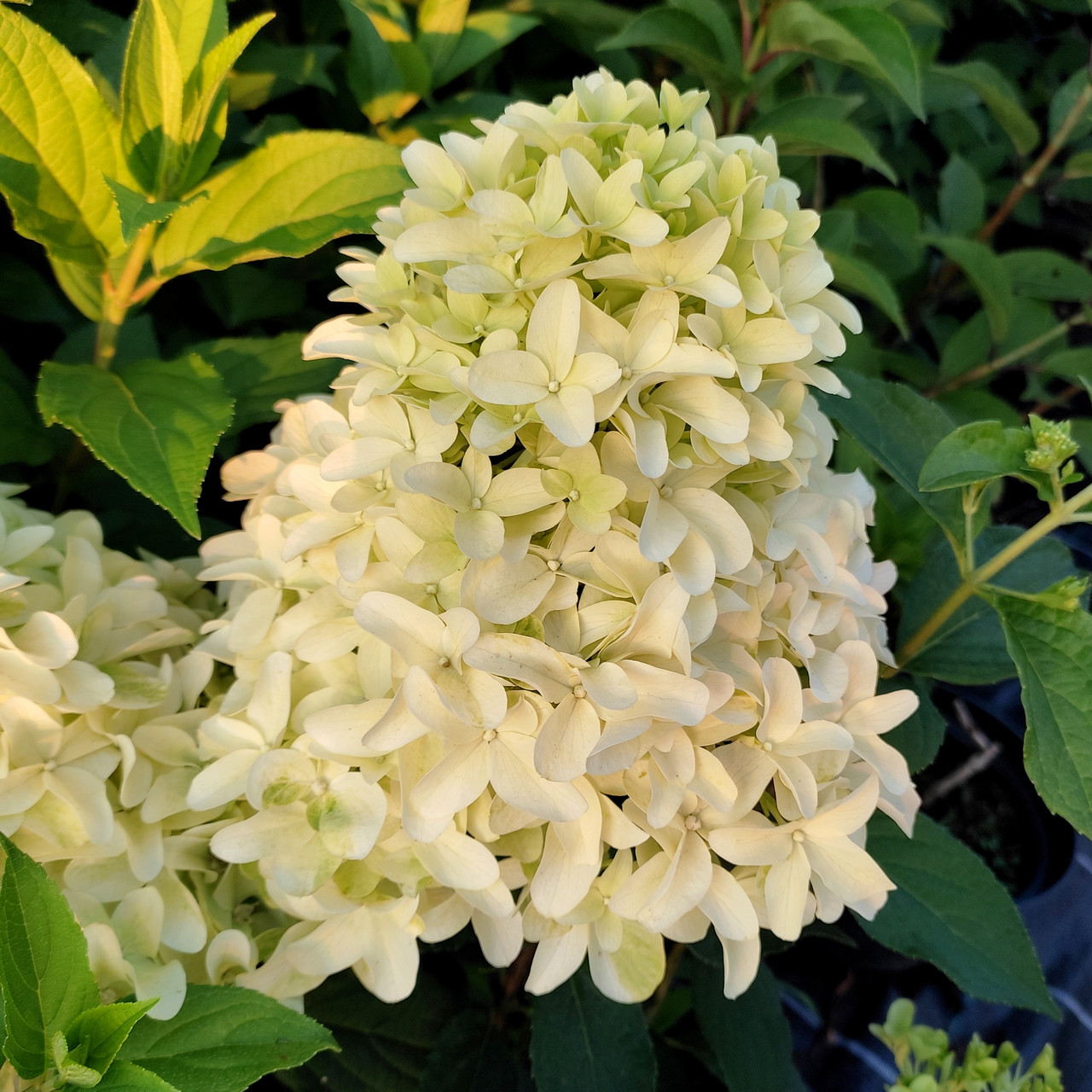 Гортензія волотиста Скайфолл / С5 / Hydrangea Skyfall