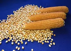 Насіння кукурудзи попкорн Естрела F1 (Estrella F1) Spark Seeds 25000