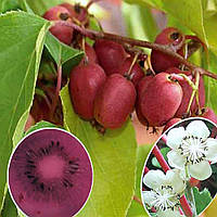 Актинідія аргута Веікі/Actinidia arguta 'Weiki' С3