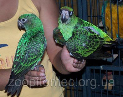 Нижний Новгород әйелдер секс