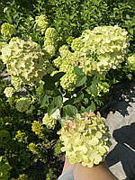 Гортензия метельчатая Графити/ Hydrangea paniculata 'Graffiti' PBR, С3