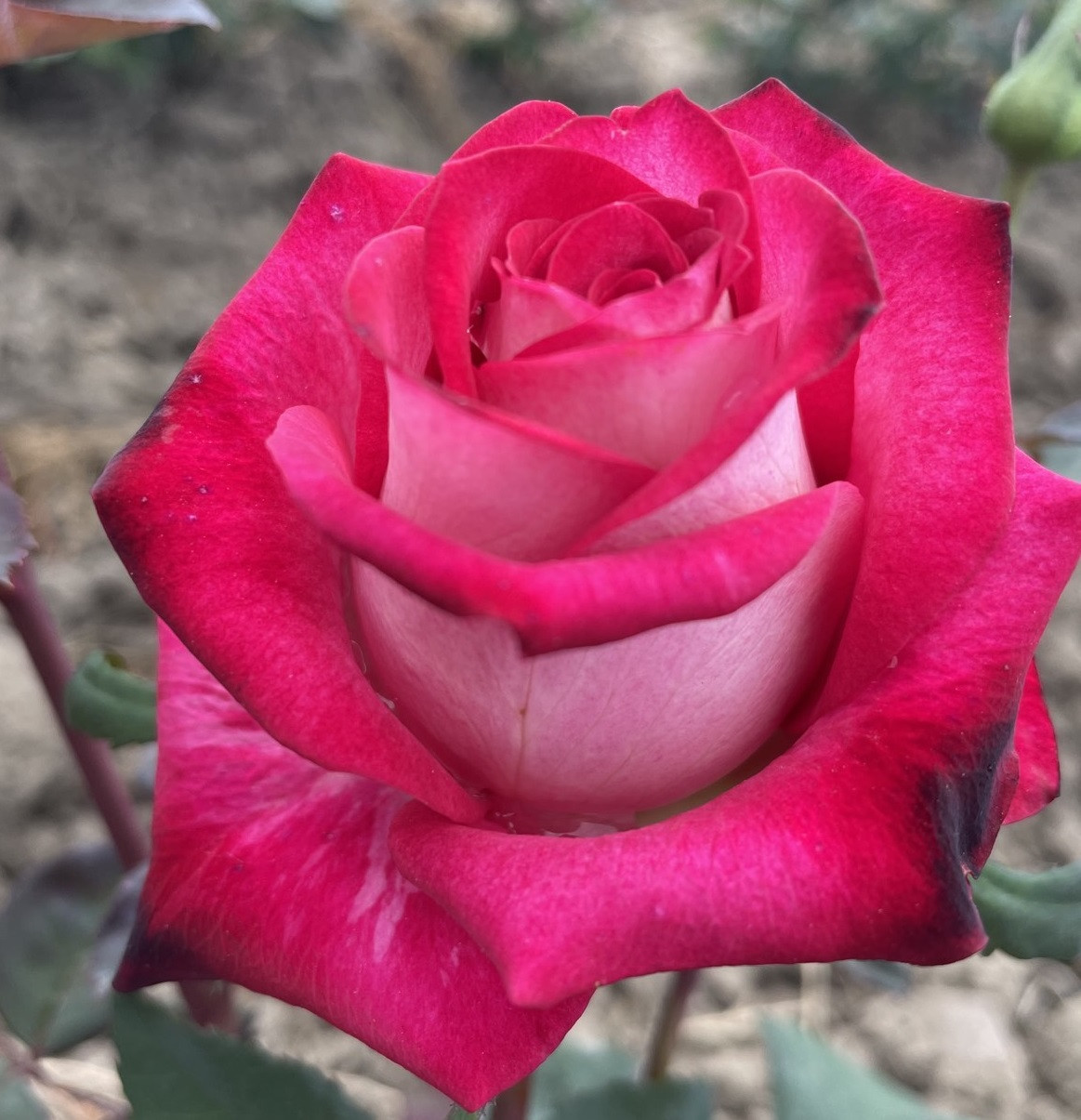 Саджанці троянди "Моніка Белуччі", фото 1