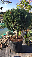 Ялівець китайський Стрикта/Juniperus chinensis Stricta, WRB, Kula Pa50