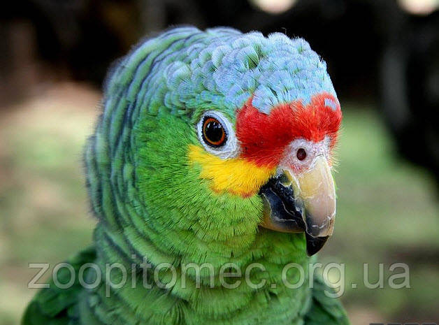 Червонолобий амазон, або жовтощокий амазон (Amazona autumnalis)