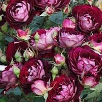 Троянда шрабова Лєа Мєж /Lea Mege, контейнер 4л