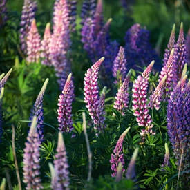 Насіння Люпина