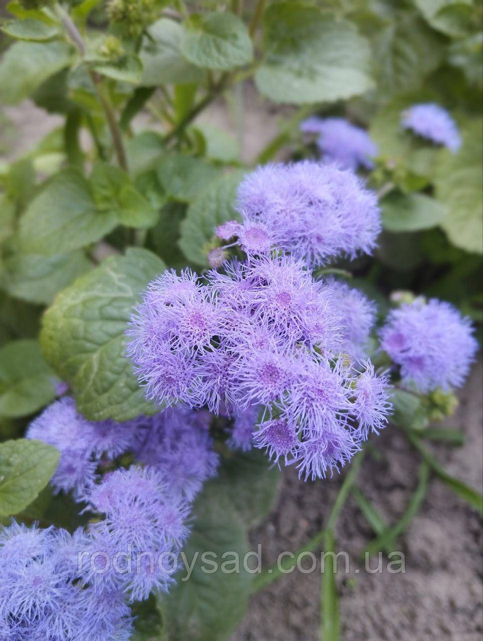 Насіння Агератум Блакитна лагуна (0,1 г), For Hobby, TM GL Seeds, фото 1