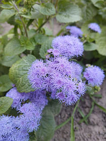Насіння Агератум Блакитна лагуна (0,1 г), For Hobby, TM GL Seeds