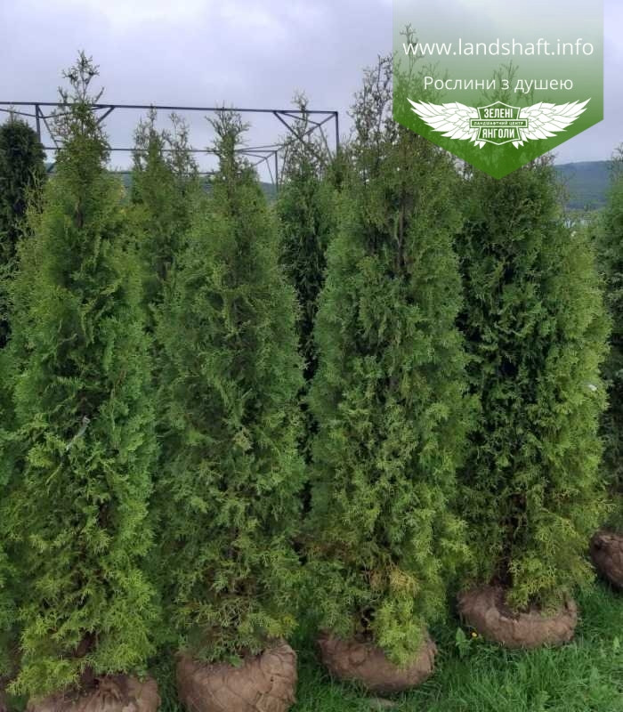 Thuja occidentalis 'Columna', Туя західна 'Колумна',WRB - ком/сітка,180-200см - фото 2 - id-p1894527338