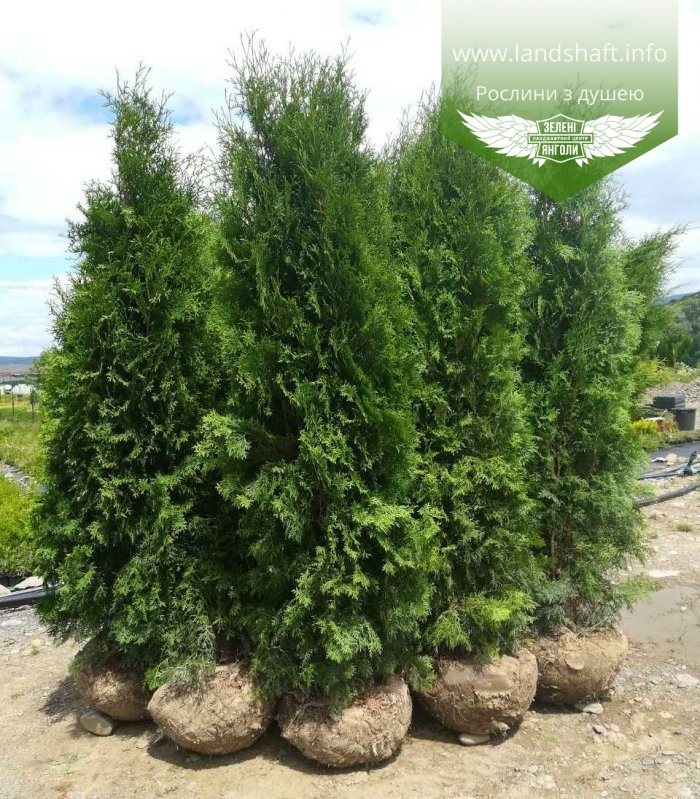 Thuja occidentalis 'Columna', Туя західна 'Колумна',WRB - ком/сітка,180-200см - фото 4 - id-p1894527338