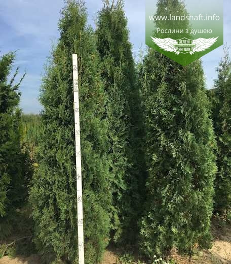 Thuja occidentalis 'Columna', Туя західна 'Колумна',WRB - ком/сітка,180-200см - фото 8 - id-p1894527338