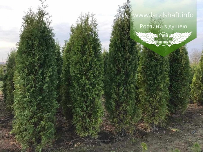 Thuja occidentalis 'Columna', Туя західна 'Колумна',WRB - ком/сітка,180-200см - фото 9 - id-p1894527338