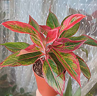 Аглаонема Крит Флейм (Aglaonema Crete Flame)