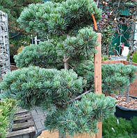 Сосна дрібноквіткова Негішi 2, 5 річна в 1-1,5 л контейнерах Pinus Negishi Сосна мелкоцветковая Негиши