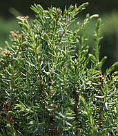 Ялівець звичайний Арнольд/Juniperus communis Arnold, C10/H40-60