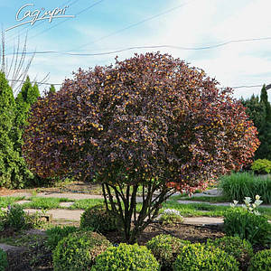 Барбарис оттавський 'Superba'. Контейнер 3 л