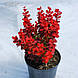 Барбарис Тунберга 'Atropurpurea', контейнер 0,5л, фото 3