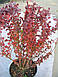 Барбарис Тунберга 'Atropurpurea', контейнер 0,5л, фото 8