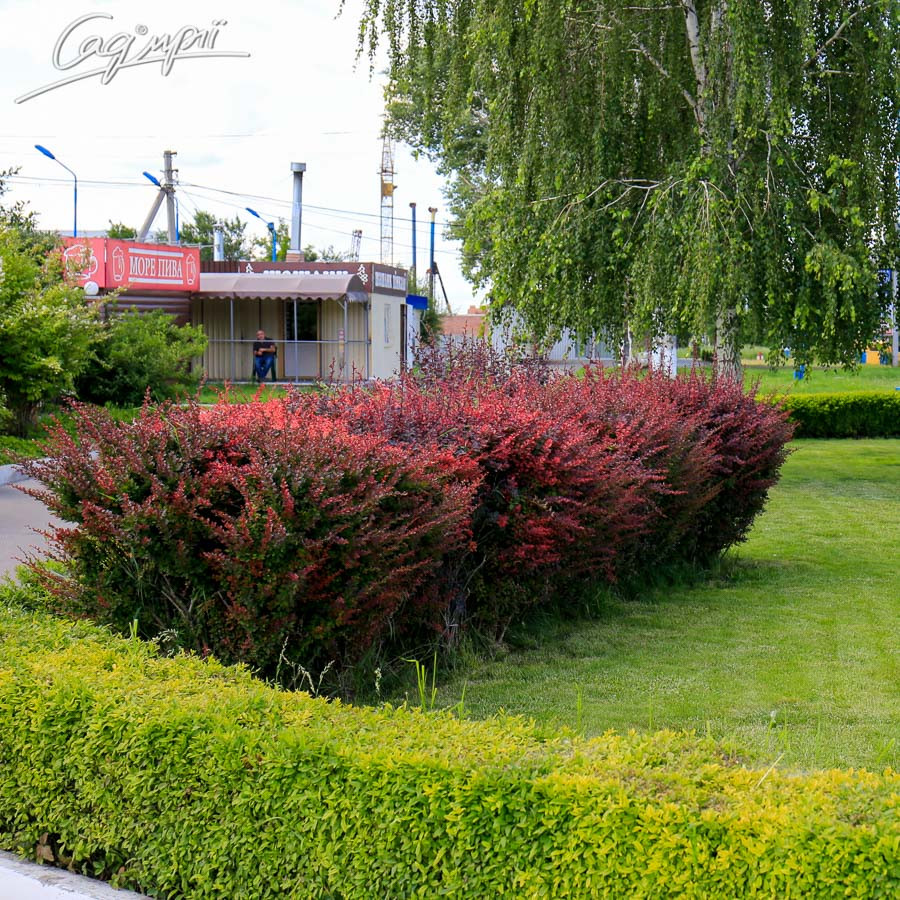 Барбарис Тунберга 'Atropurpurea', контейнер 0,5л, фото 1