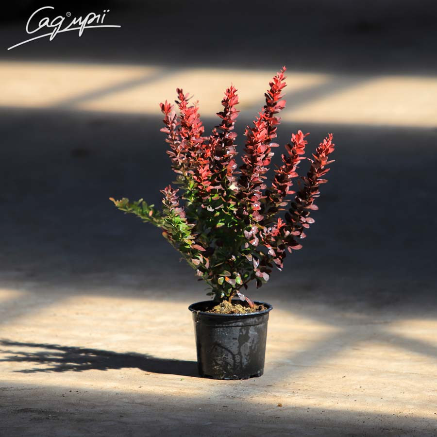 Барбарис Тунберга 'Red Rocket'. Контейнер 0,5 л, фото 1