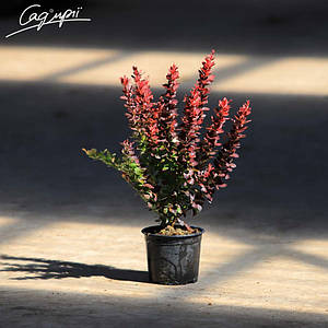 Барбарис Тунберга 'Red Rocket'. Контейнер 0,5 л