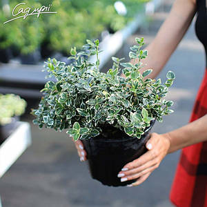 Бересклет Форчуна 'Emerald Gaiety'. Контейнер 3 л