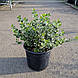 Бересклет Форчуна 'Emerald Gaiety'. Контейнер 3 л, фото 8
