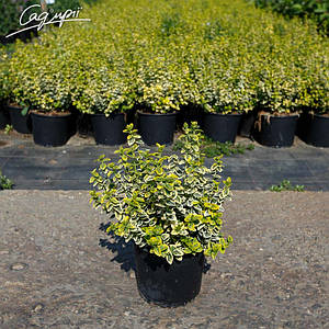 Бересклет Форчуна 'Emerald'n Gold'. Контейнер 2 л