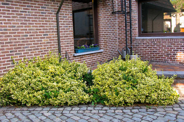 Бересклет Форчуна 'Emerald'n Gold'. Контейнер 2 л