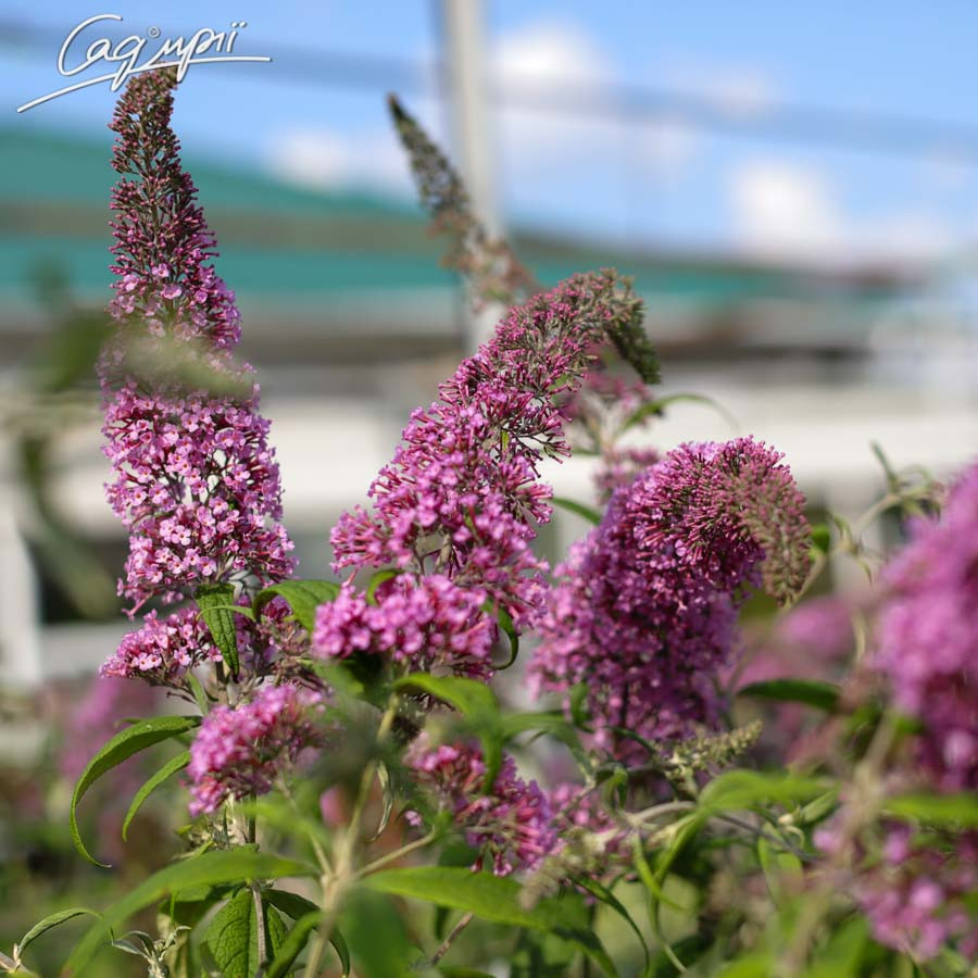 Будлея Давида 'Pink Delight'. Контейнер 3 л, фото 1