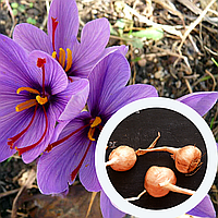 Шафран посевной луковицы 20 шт (Crocus sativus) шафрановый крокус осенний семена морозостойкий для специи