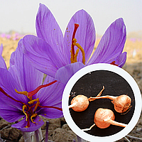 Шафран посевной луковицы 60 шт (Crocus sativus) шафрановый крокус осенний семена морозостойкий для специи