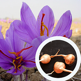 Шафран посівний цибулини 60 шт (Crocus sativus) шафрановий крокус осінній насіння морозостійкий для спеції