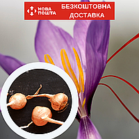 Шафран посевной луковицы 120 штук (шафрановый крокус семена) Crocus sativus + инструкция + подарок