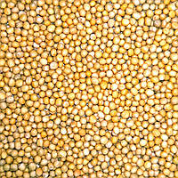 Горчицы белой Украина сидерат Семена, 10 кг