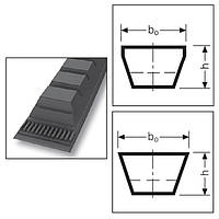 Пас AVX13 2025 Contitech Continental