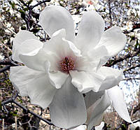 Магнолія лебнера Меріл/Magnolia x loebneri Merrill, C45, 140/160