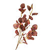 Гілка штучна "Евкаліпт",  теракотовий ELISEY, фото 2