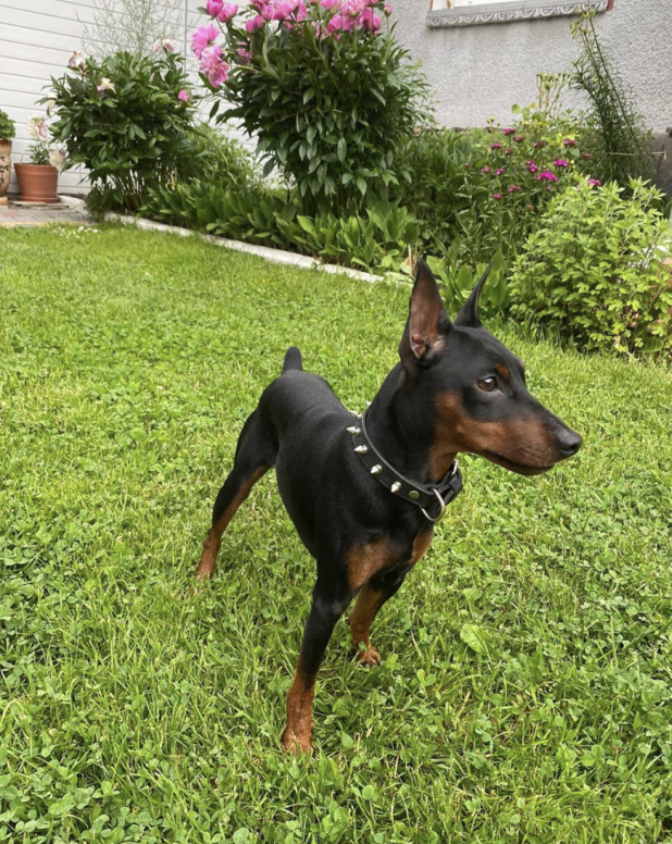 Нашийник з шипами "Lockdog" на невеликого собаку