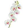 Орхідея фаленопсис, біла з рожевим ELISEY, фото 2