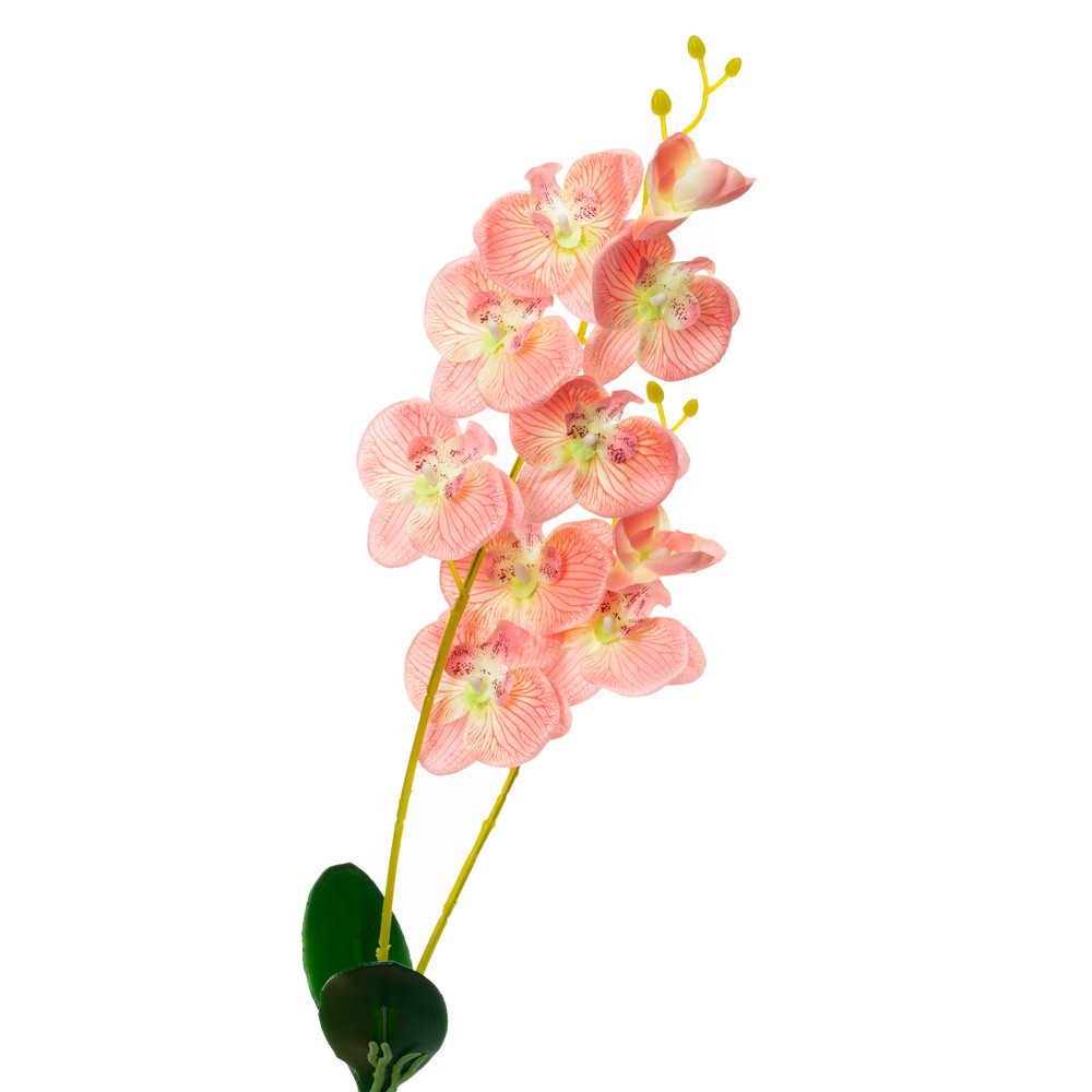 Орхідея катлея, рожева ELISEY, фото 1